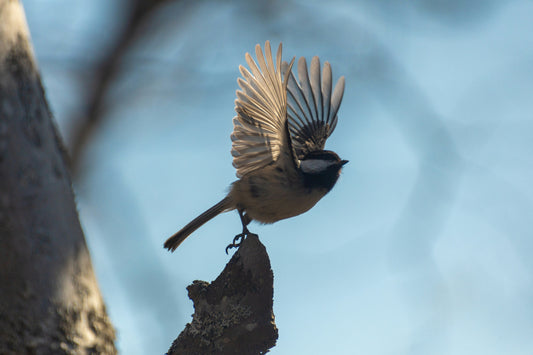 How to Choose the Perfect Binoculars for Birdwatching: A Comprehensive Guide